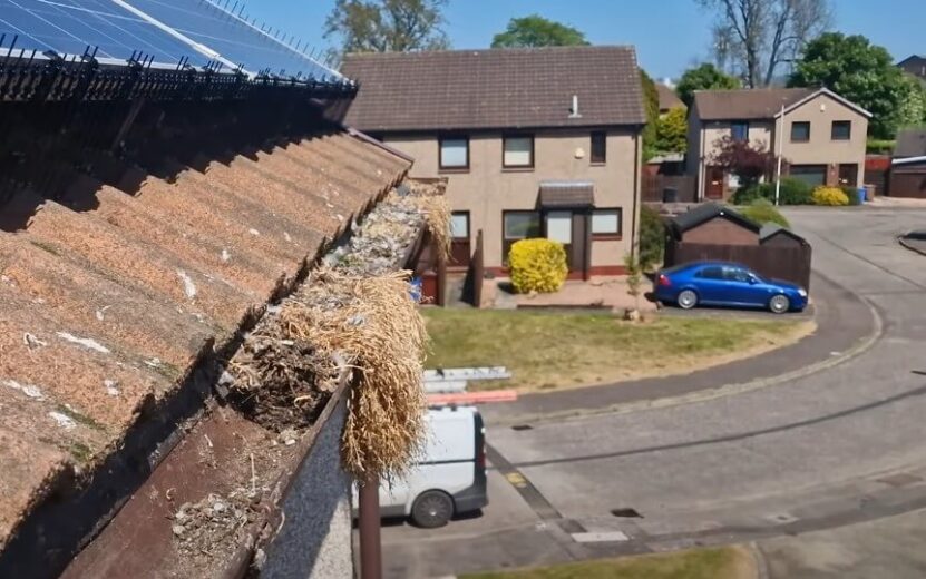 Clogged gutter, needing immediate attention